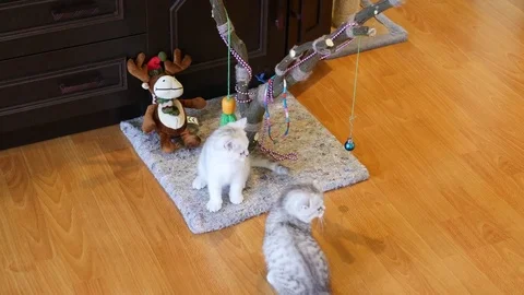 Funny kitten attack kitten Stock Footage 74389895