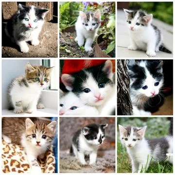Funny kitten collection Stock Illustration
