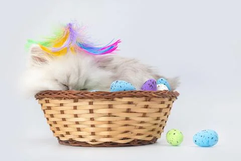 Funny kitten with easter eggs in wicker basket. Studio shot. Easter spring ba Stock Photos