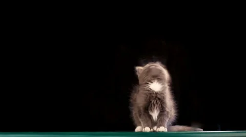 Funny Kitten Video stock 1090240