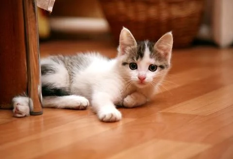 Funny kitten in game Stock Photos