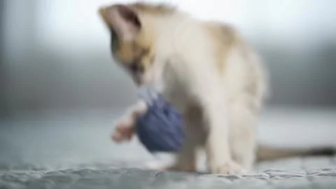 The funny kitten gnaws a ball of threads and then jumps high. Playful animal Stock Footage 159000384