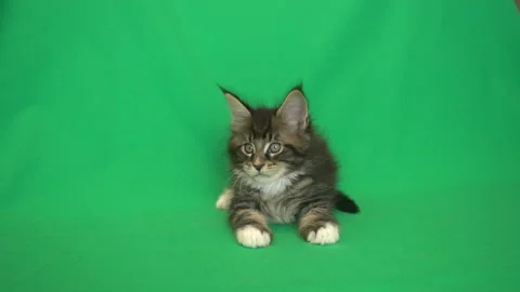 Funny kitten on a green background Stock Footage 93233275