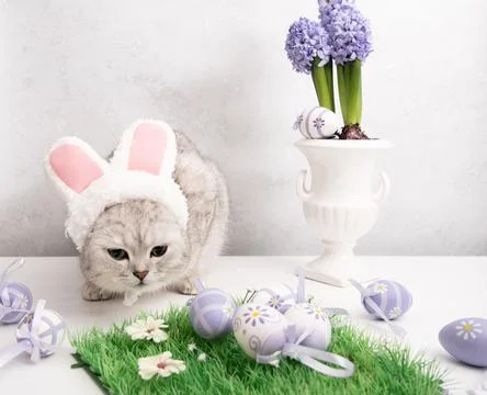 Funny kitten in a hat with easter bunny ears, lilac hyacinths in a vase and eggs Stock Photos