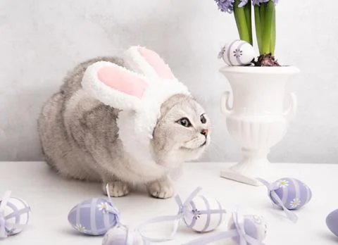 Funny kitten in a hat with easter bunny ears, lilac hyacinths in a vase and eggs Stock Photos