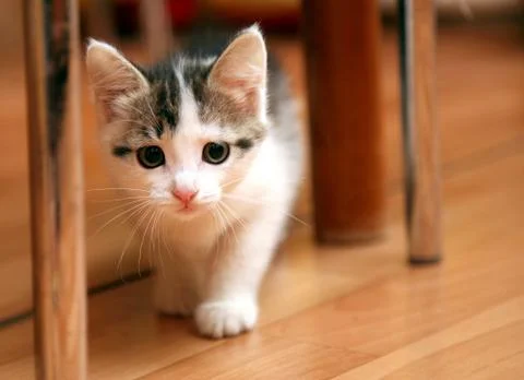 Funny kitten hunter Stock Photos