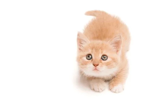 Funny kitten looking up Stock Photos