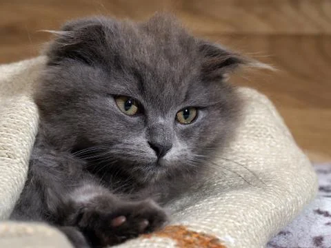 Funny kitten lying under a blanket. Grey Cat, Fluffy, Fold Stock Photos