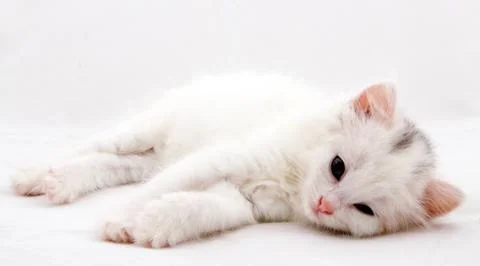 Funny kitten Stock Photos