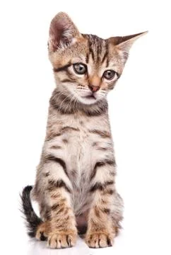 Funny kitten Stock Photos