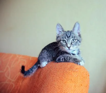 Funny kitten Stock Photos
