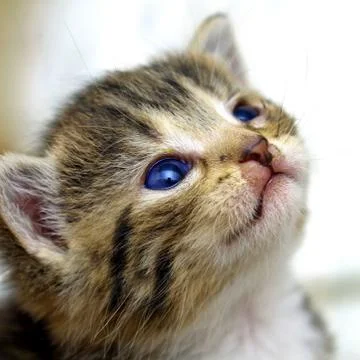 Funny kitten Stock Photos