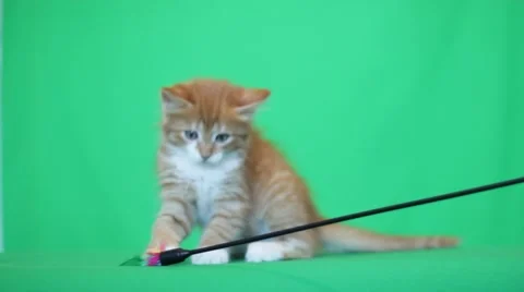 Funny kitten playing Stock Footage 53431137