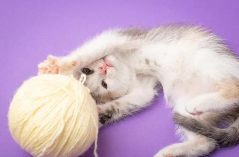 Funny kitten playing Stock Photos