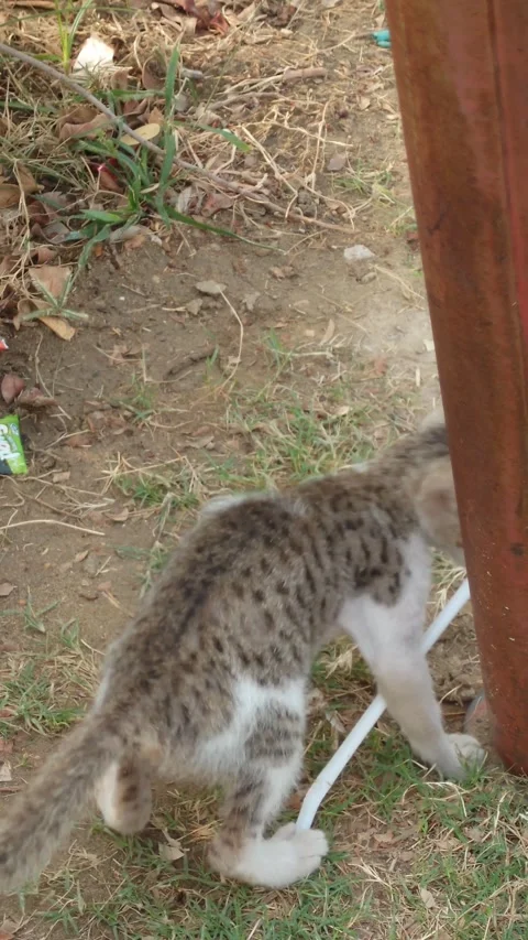 Funny Kitten Playing With A Straw In Park - 4k Vertical Footage Stock Footage 339453767