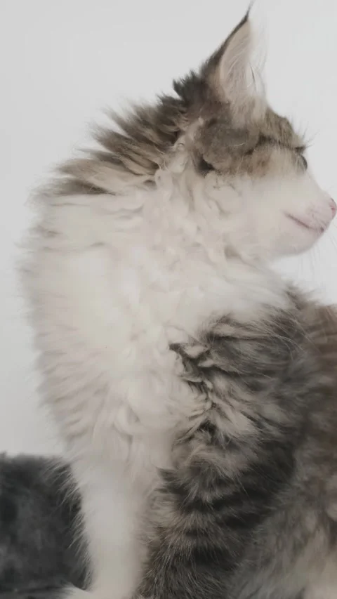Funny kitten playing on tower for cats Stock Footage 254656595