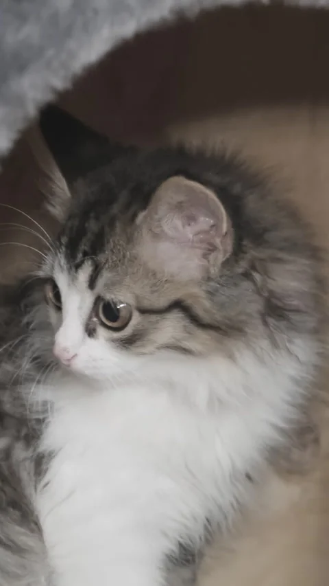 Funny kitten playing on tower for cats Stock Footage 255687183