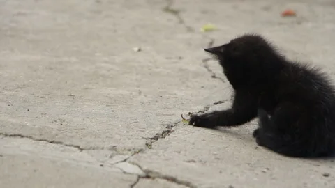 Funny kitten playing in the yard with a small petal Stock Footage 112122469