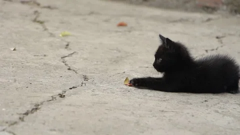 Funny kitten playing in the yard with a small petal Stock Footage 112134148