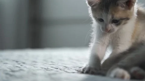 Funny kitten plays with his sister's cat's tail on the bed. Lovely pets. The Stock Footage