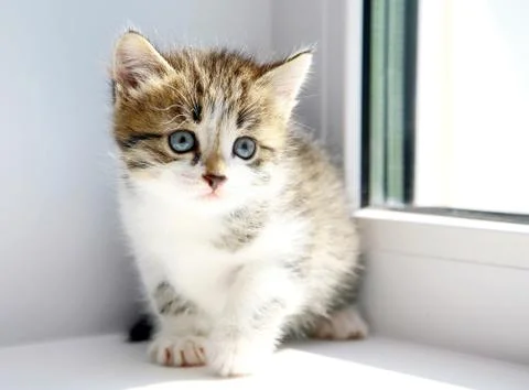 Funny kitten ready to play Stock-Fotos