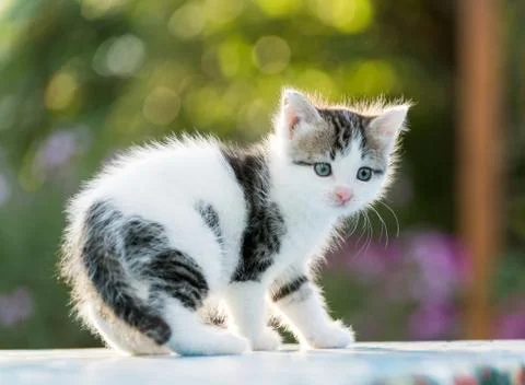 Funny kitten sitting outdoors in park Stock Photos