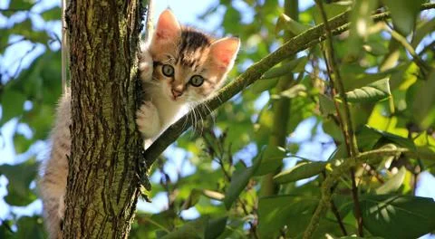 Funny kitten sitting on the tree Stock Photos