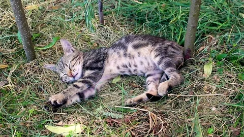 Funny kitten sleeping on grass in summer. Stock Footage 156072638