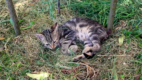 Funny kitten sleeping on grass in summer. Stock Footage 156540345