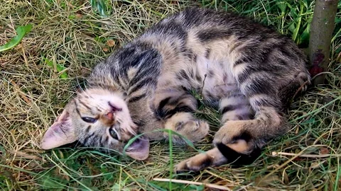 Funny kitten sleeping on grass in summer. Stock Footage 156785370
