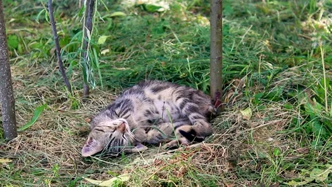 Funny kitten sleeping on grass in summer. Stock Footage 156952514