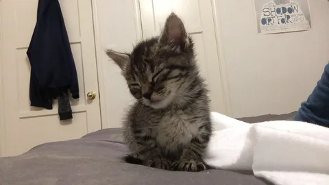 Funny Kitten Sleeps Standing up 動画素材 122302450