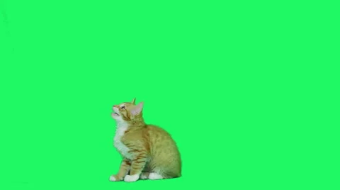 Funny kitten talking on a green screen Stock-Footage 54650086