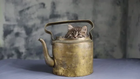 Funny kitten in teapot Stock-Footage 163550649