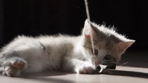 Funny kitten trying to catch the toy slow motion Video stock 158995007