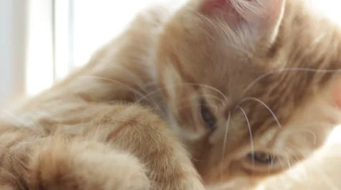 Funny kitten washes Stock Footage 54716927