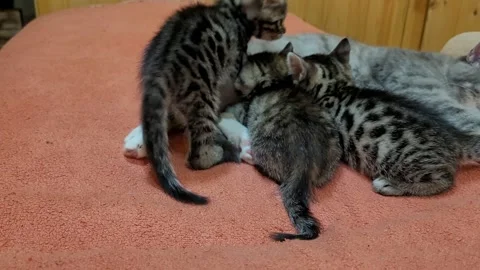 Funny kittens with cat at home Video stock 259714230