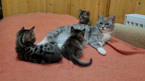 Funny kittens with cat at home Stock Footage 259717032