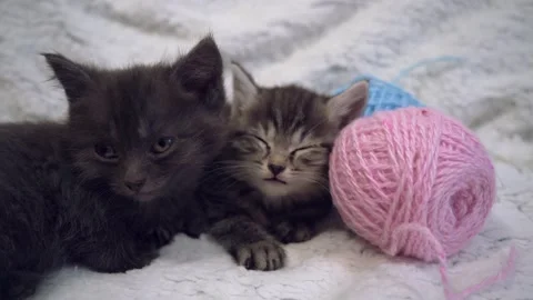 Funny kittens fall asleep Stock Footage 193539343
