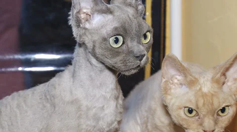 Funny kittens Stock Footage 30588209