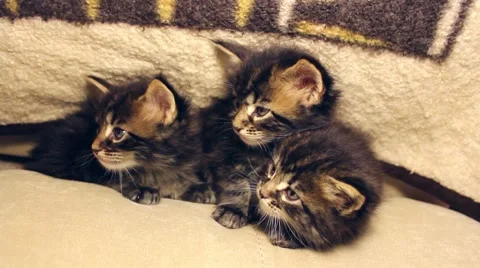 Funny kittens look around Vídeo Stock 64818107