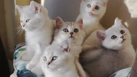 Funny kittens move their heads back and forth. Video stock 125317253