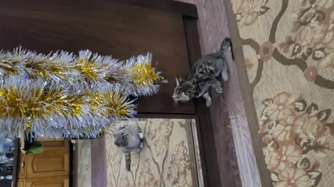 Funny kittens playing at home Stock Footage 260316421