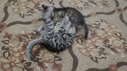 Funny kittens playing at home Video stock 260317307