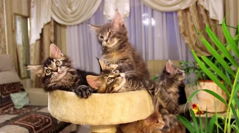 Funny kittens playing with a rope 스톡 동영상 64422813