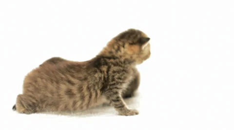 Funny kittens on a white background Stock Footage 37576969