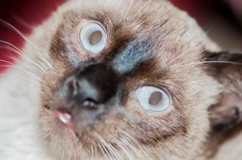 Funny kitty 写真素材