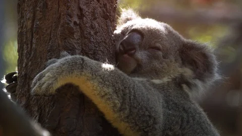 Funny Koala sleeps hugging a tree Stock Footage 89422411