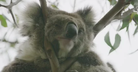 Funny Koala On tree, Close Up, 8K Stock Footage 334011681