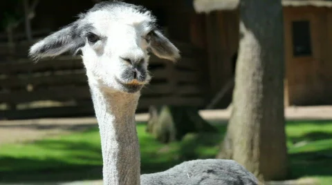 Funny Lama Stock Footage 494982